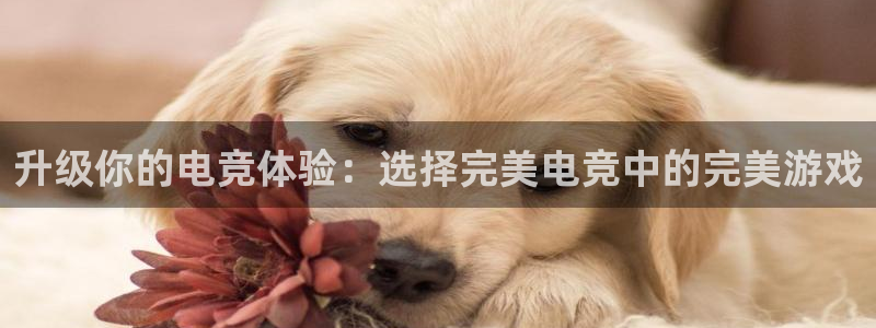 必赢电竞最新比赛：升级你的电竞体验：选择完美电竞中的完美游戏